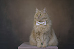 Cat with a bow tie around its neck