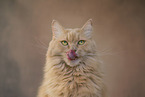 Maine-Coon-Cross Portrait