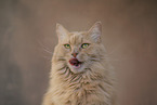 Maine-Coon-Cross Portrait