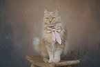 sitting Maine-Coon-Cross