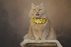 Maine-Coon-Cross in the studio