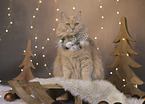 Maine-Coon-Cross in the studio