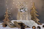 Maine-Coon-Cross in the studio