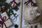 Maine-Coon-Cross in the studio