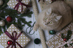 Maine-Coon-Cross in the studio