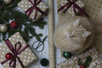 Maine-Coon-Cross in the studio