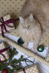 Maine-Coon-Cross in the studio