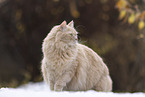 Maine-Coon-Cross in the snow
