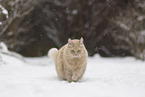 Maine-Coon-Cross in the snow