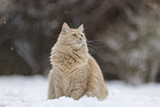 Maine-Coon-Cross in the snow