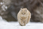 Maine-Coon-Cross in the snow