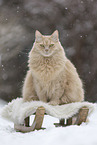 Maine-Coon-Cross in the snow