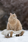 Maine-Coon-Cross in the snow