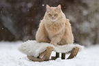 Maine-Coon-Cross in the snow