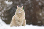 Maine-Coon-Cross in the snow