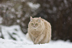 Maine-Coon-Cross in the snow