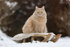 Maine-Coon-Cross in the snow