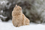 cream Maine-Coon-Cross