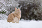 cream Maine-Coon-Cross