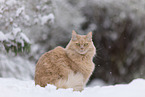 cream Maine-Coon-Cross