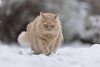 cream Maine-Coon-Cross