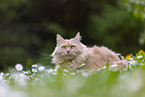 cream Maine-Coon-Cross