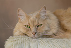 cream Maine-Coon-Cross