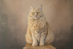 cream Maine-Coon-Cross