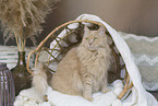 Maine-Coon-Cross