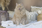 Maine-Coon-Cross