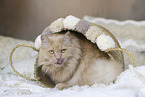 Maine-Coon-Cross