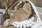 Maine-Coon-Cross