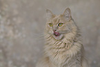 Maine-Coon-Cross
