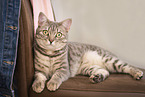 Bengal-Cross