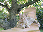 British-Shorthair-Cross