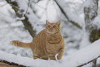 British-Shorthair-Cross