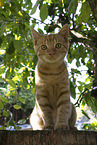 British-Shorthair-Cross