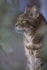 Maine-Coon-Mongrel