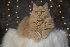 Maine-Coon-Cross