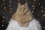Maine-Coon-Cross