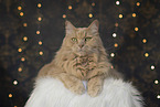 Maine-Coon-Cross