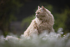 Maine-Coon-Cross