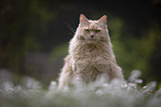 Maine-Coon-Cross