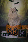 Maine-Coon-Cross