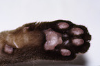 paw of a cat
