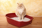 cat litter box