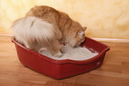 cat litter box