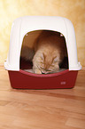 cat litter box