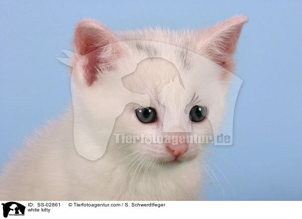 white kitty / SS-02861