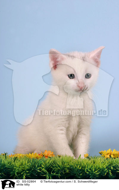 weies Ktzchen / white kitty / SS-02864